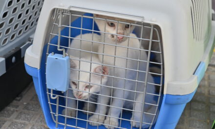 Rescataron a 23 gatos que eran acumulados en una vivienda de Villa Crespo