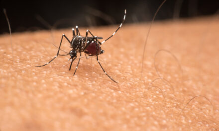 Continúa la baja de casos de dengue