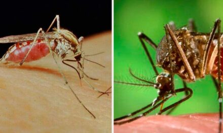 Los mosquitos protagonistas del verano: prevención y síntomas de las enfermedades que provocan