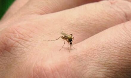 Dengue: científicos del Conicet lanzaron un biolarvicida para combatir criaderos