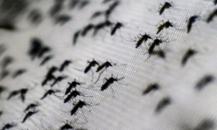 Por qué hay invasión de mosquitos en Buenos Aires y cómo protegerse
