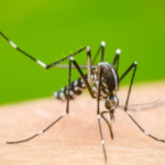 Dengue: diputados buscan que la vacuna sea gratuita y citaron al ministro de Salud de Javier Milei