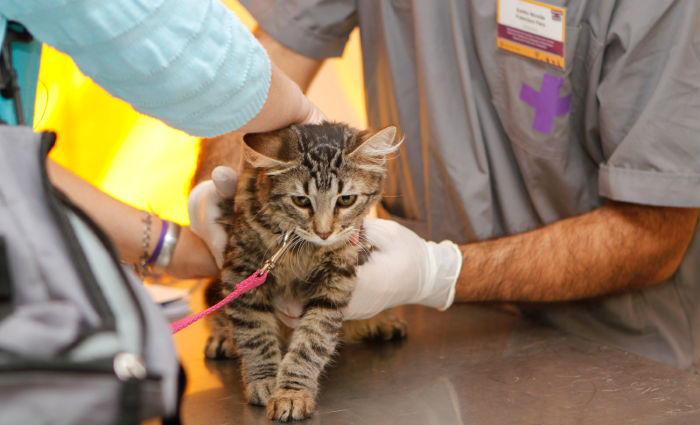 Castrá y vacuná a tus mascotas