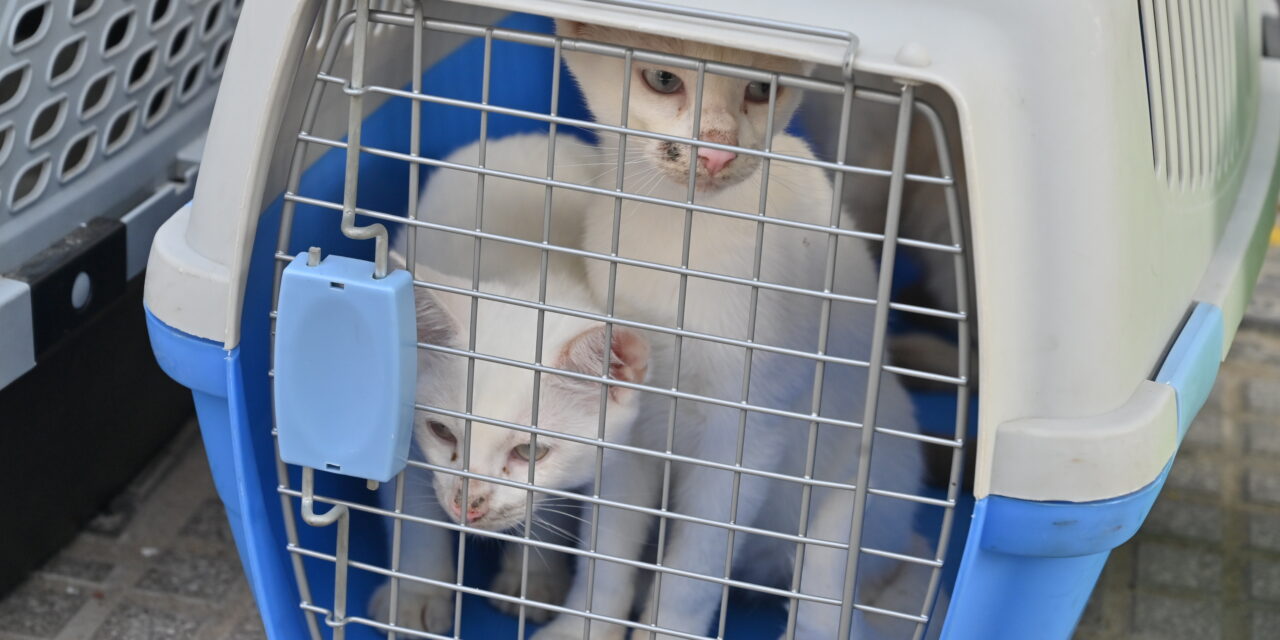 Rescataron a 23 gatos que eran acumulados en una vivienda de Villa Crespo