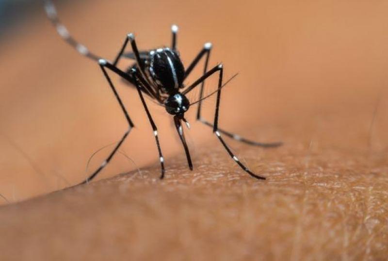 Se registraron 5 casos autóctonos de dengue en la Ciudad