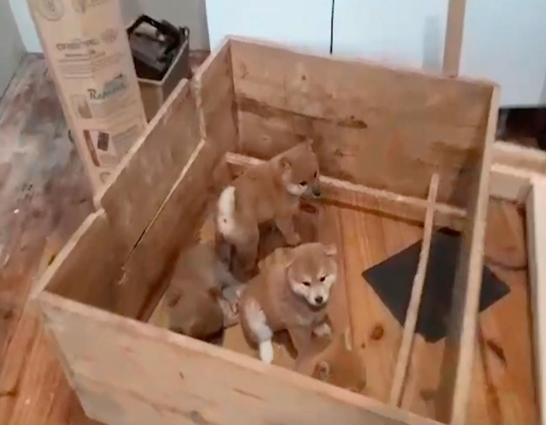 Mataderos y Villa Crespo: 18 perros rescatados y 2 criaderos ilegales clausurados