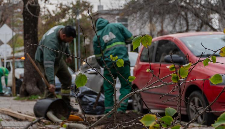 Con un 50% más de ejemplares que el año pasado, arrancó la plantación anual de árboles en la Ciudad