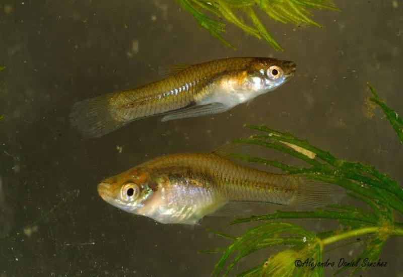 La Facultad de Agronomía colabora en la lucha contra el dengue
